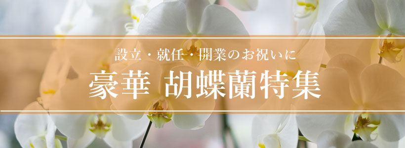 胡蝶蘭特集
